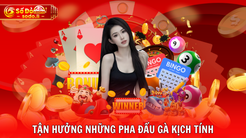 Tận hưởng những pha đấu gà kịch tính