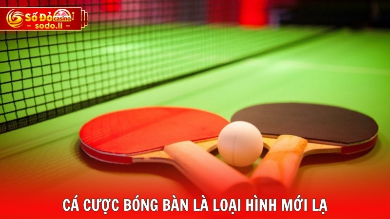Cá cược bóng bàn là loại hình mới lạ Cá cược bóng bàn là loại hình mới lạ
